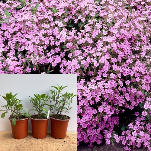 Saponaria ocymoides plants - ocymoides,