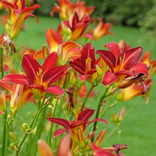 Hemerocallis red daylily real - hemerocallis,