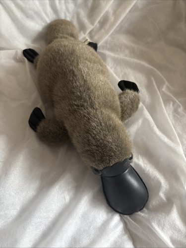 Country koalas penny platypus - country,
