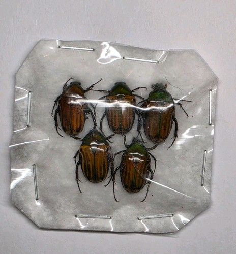 Coptomia mauritania papered - mauritania, a-