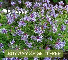 BLUE WOODRUFF - 700 seeds -