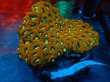 WYSIWIG Acan Micromussa Colony