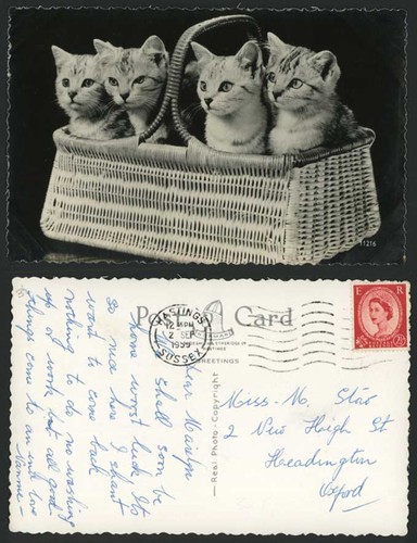 Beautiful cats kittens - cats,