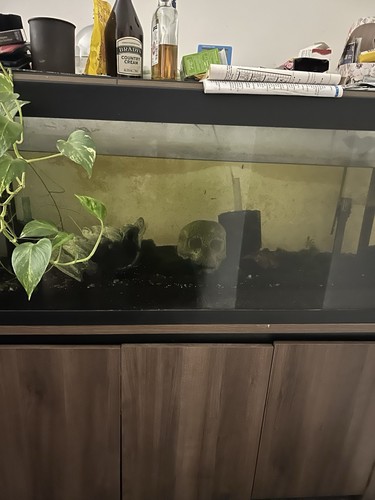 Fluval fish tanks - fish, 2