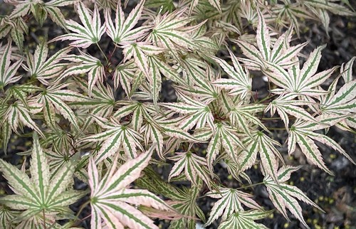 Acer palmatum ikandi japanese - acer,