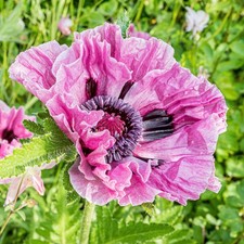 Papaver Bolero - Oriental