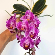 Phalaenopsis sogo ‘Vivien’
