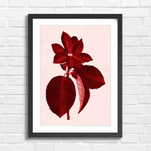 Vintage red leaf botanical - leaf, art
