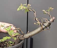 chunky  Oak Bonsai Tree