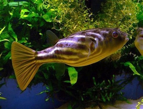 Fahaka puffers - fahaka, puffers(juvenile)