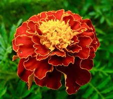 300x French Marigold Dwarf