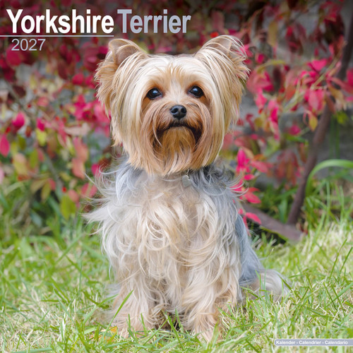 Yorkshire terrier 2027 - yorkshire,