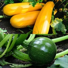 Courgette Vegetable Plant in