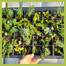 Succulents alpines x8 plugs cacti living wall terrarium rockery ground cover