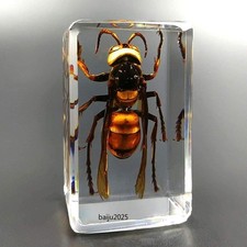 1.6" Insect Resin Real Asian