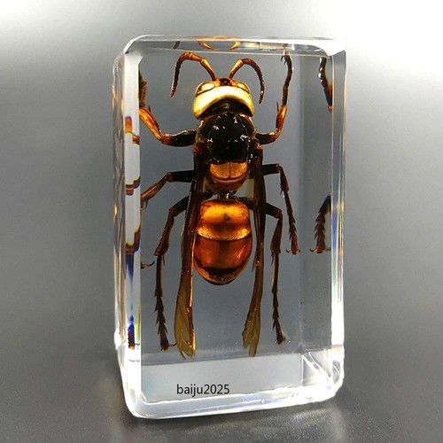 Insect resin real asian - 1.6",