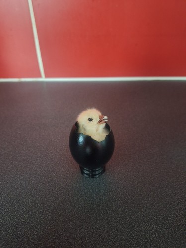 Taxidermy chick egg - in,