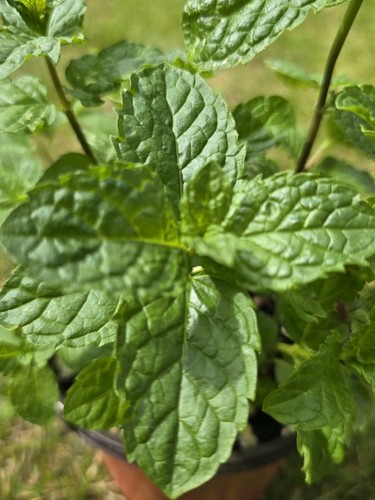 Large english garden - garden, mint
