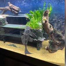 BIG Pleco /fish Cave Hotel
