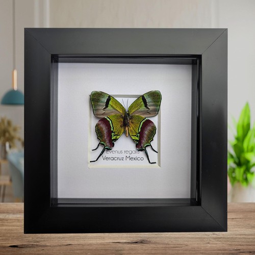 Regal hairstreak butterfly - regal,