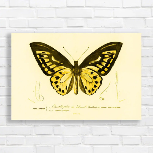 Ornithoptera darville - ornithoptera, de