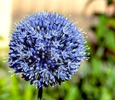 12 x Allium 'Caeruleum'