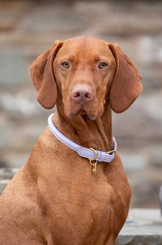 Digby fox rolled leather - digby, dog