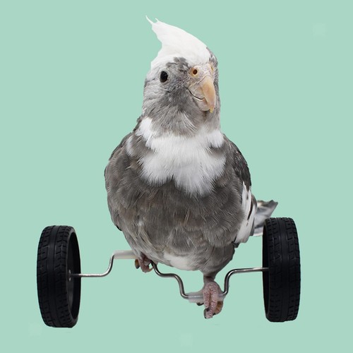 Parrot balance toy bird - parrot,
