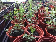 Multiple Perennial everlasting