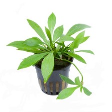 Helanthium 'Quadricostatus' Tropica Aquarium Plant - EU Grown Shrimp Snail Safe