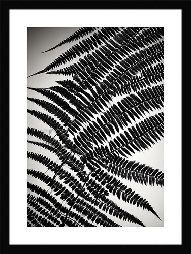 Stunning fern fronds - fern,