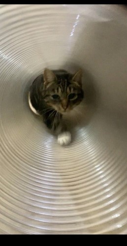 Cat tunnel toy - rabbit, pop