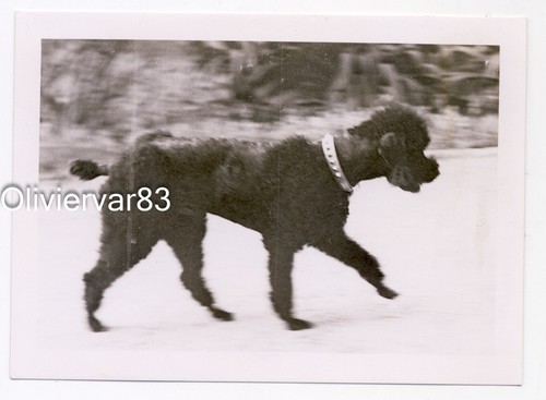 Vintage photo black - photo,