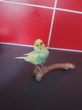Taxidermy Budgie On Bone