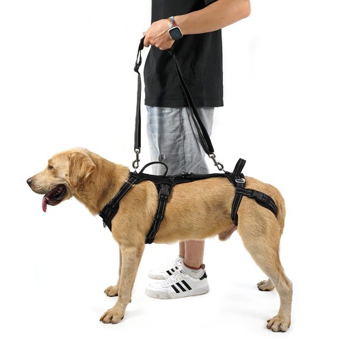 Coodeo mobility dog lift - coodeo,