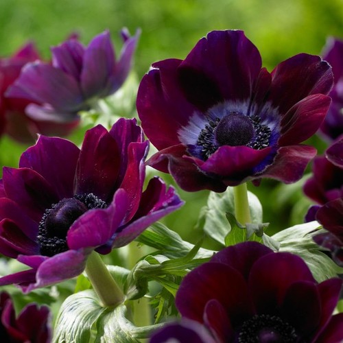 Anemone coronaria meron - anemone,
