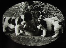 Glass Magic Lantern Slide