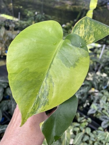 Monstera deliciosa aurea - monstera,