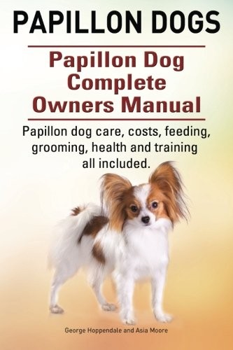 Papillon dogs dog - papillon,