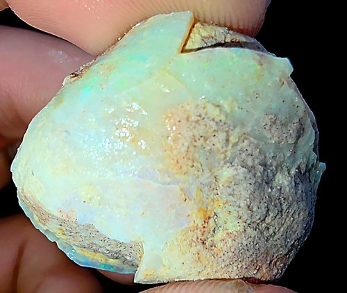 Opalised shell clam - shell,