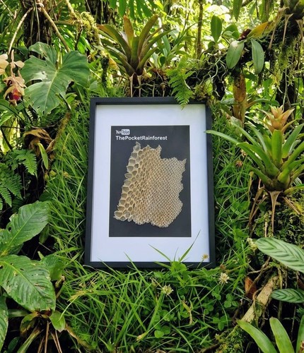 Framed burmese python - framed,