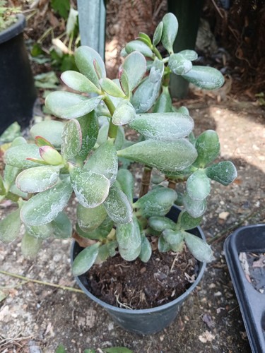 Large crassula ovata jade - large,