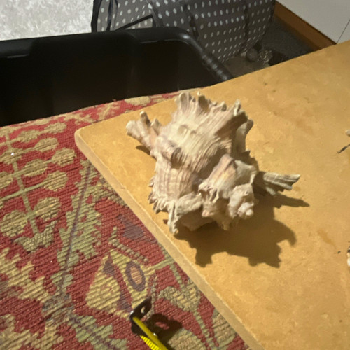 9cm ramose murex - ramose, snail
