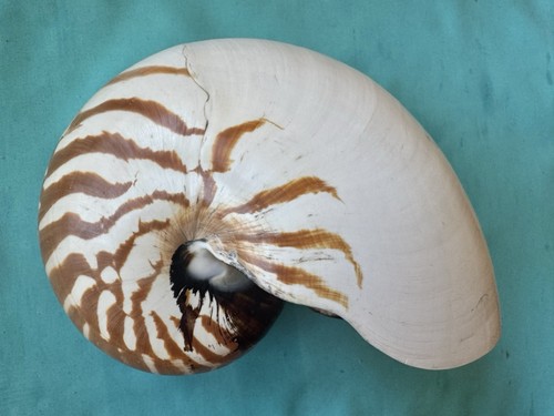 Large sea shell - , nautilus