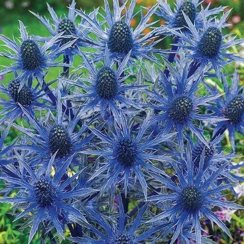 Seeds sea holly blue - seeds,