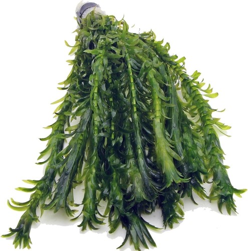 Elodea densa xl bunch - -,