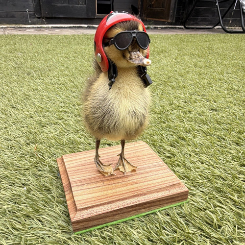 Biker chick taxidermy - “,