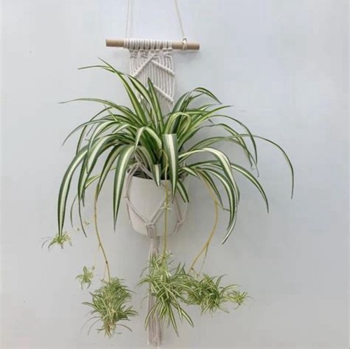 Spider plant babies - 6,