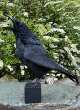 Taxidermy calling crow - xl,