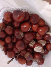 25 X Large Conkers 2025 crop